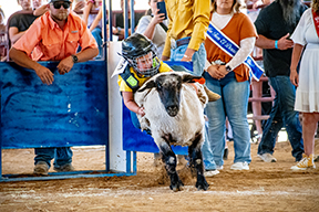 Mutton Busting